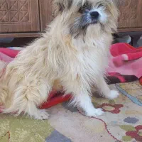 سگ تربیت شده