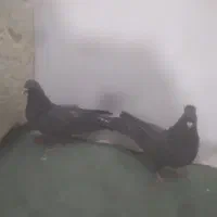 کفتر اصفهانی|پرنده|خمینی‌شهر, |دیوار