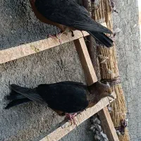 دو عدد ارشینگل