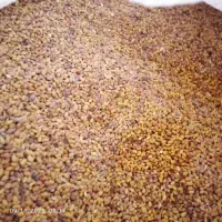 بذر یونجه رنجر امریکایی|خدمات باغبانی و درختکاری|گتوند, |دیوار