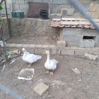 قو غاز ماده تخم گذار|حیوانات مزرعه|بسطام, |دیوار