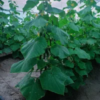 خیار گلخانه