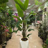 پرنده بهشتی استرزیا نیکولای