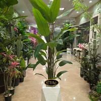 پرنده بهشتی استرزیا نیکولای