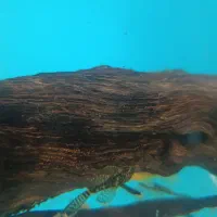 کت پوزه بوته باله بلند