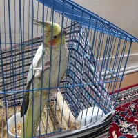 عروس هلندی مرواریدی ماده