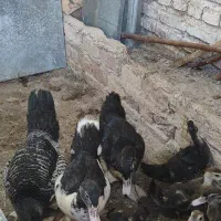 مرغ تخمگذار زینتی استرالوپ