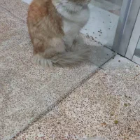 واگذاری بچه گربه|گربه|نجف‌آباد, بازار|دیوار