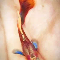 فروش ماهی گوپی|ماهی|جهرم, |دیوار