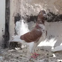 پشت سبز کاکلی سرخ سینماش گرفتنی|پرنده|قم, آزادگان|دیوار