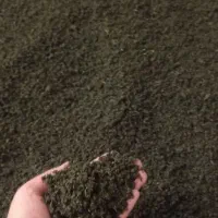 سبزی قرمه سبزی نیشابوری به شرط پخت