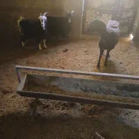 فروش دوراس بزو۱راس میش