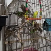 عروس هلندی و مرغ عشق|پرنده|مشهد, موسوی قوچانی|دیوار