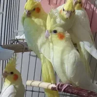 جوجه عروس هلندی لوتیتو چشم شرابی ۸۵۰ تومان|پرنده|اسلام‌شهر, شهرک مهدیه|دیوار