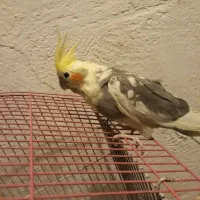 طوطی عروس هلندی مرواریدی|پرنده|اندیشه, اندیشه فاز ۴|دیوار