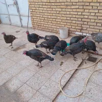 بوقلمون ماده|حیوانات مزرعه|اندیمشک, |دیوار