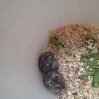 همستر مینیاتوری نر