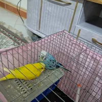 طوطی برزیلی مرغ عشق جفت|پرنده|پاکدشت, پاکدشت (مامازند)|دیوار