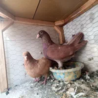 کفتر . سرخ . زرد . سار . طوقی معاوضه با میدرنج