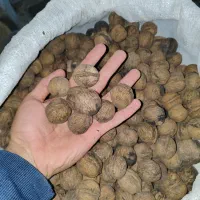 گردو  دلیجان