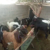 پانزده‌عدد‌کهره نر
