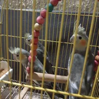 جوجه عروس هلندی ۱۲۰۰