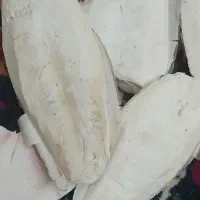 مخصوص پرنده