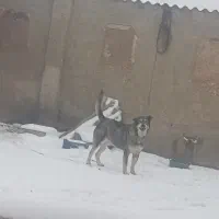 سگ سرابی نر