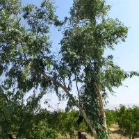 باغچه سرسبز و حصار شده|فروش زمین و ملک کلنگی|قم, بوستان جوان|دیوار