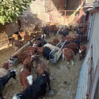 سلام گوسفند فروشی|حیوانات مزرعه|مرودشت, نقش رستم|دیوار