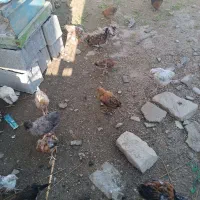 بچه خروس|حیوانات مزرعه|دهدشت, |دیوار