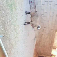 فروش قوچ رومانوف