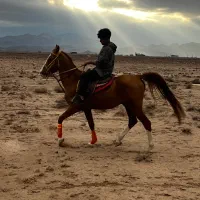 ورزشی حیوانات