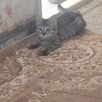 واگذاری گربه
