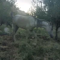 سلام اسب کم شد|حیوانات|لوداب, |دیوار