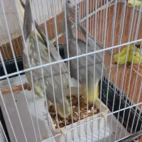 طوطی عروس جفت آماده تخم گذاری|پرنده|فومن, |دیوار