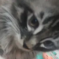 گربه ماده dsh