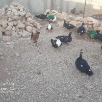 اردک اسراعیلی