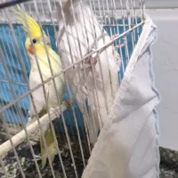 دو عدد عروس هلندی نر|پرنده|قائن, |دیوار