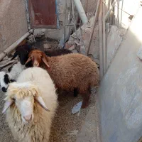 بره نر ماده|حیوانات مزرعه|چمران, |دیوار