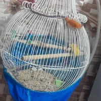 قفس پایه دار|لوازم جانبی حیوانات|رفسنجان, |دیوار