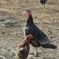 دو عدد بوقلمون