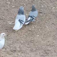 جفت بدرنگ سبز و یال سبز|پرنده|شیراز, تاچارا|دیوار