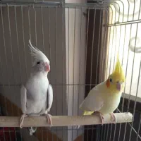 عروس هلندی|پرنده|گرمسار, |دیوار