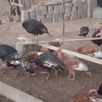 بوقلمون بربون|حیوانات مزرعه|گنبد کاووس, |دیوار