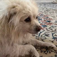 پیدا شده در اصفهان