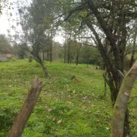 730متر باغی مسکونی دوبر گیلان شفت والیسرا|فروش زمین و ملک کلنگی|احمدسرگوراب, |دیوار