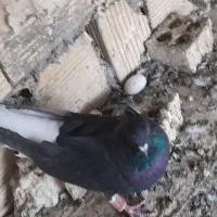 اشعل و...|پرنده|بندر ماهشهر, |دیوار