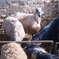 سالار بز جوان