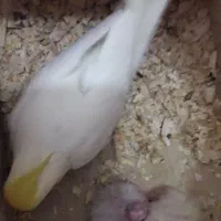 2تا فرشته بسیار زیبا،باهوش و سخنگو